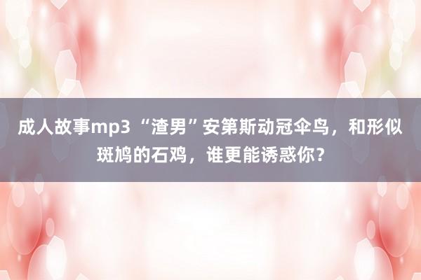 成人故事mp3 “渣男”安第斯动冠伞鸟，和形似斑鸠的石鸡，谁更能诱惑你？