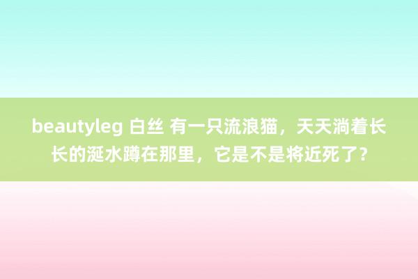 beautyleg 白丝 有一只流浪猫，天天淌着长长的涎水蹲在那里，它是不是将近死了？