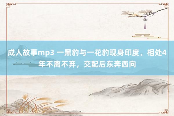 成人故事mp3 一黑豹与一花豹现身印度，相处4年不离不弃，交配后东奔西向