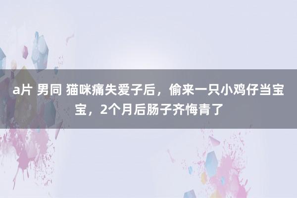 a片 男同 猫咪痛失爱子后，偷来一只小鸡仔当宝宝，2个月后肠子齐悔青了